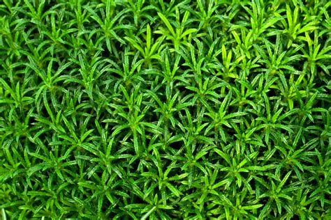 Green Plant Wallpaper Free Stock Photo Public Domain Pictures