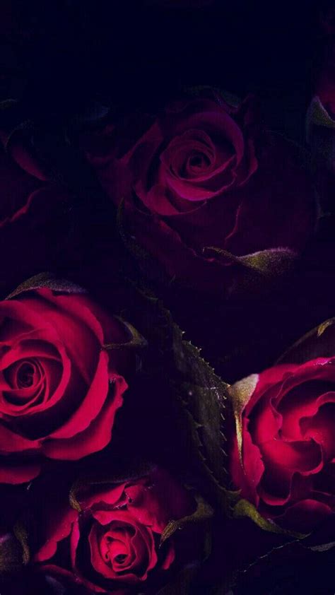 Download Dark Red Roses Iphone Wallpaper