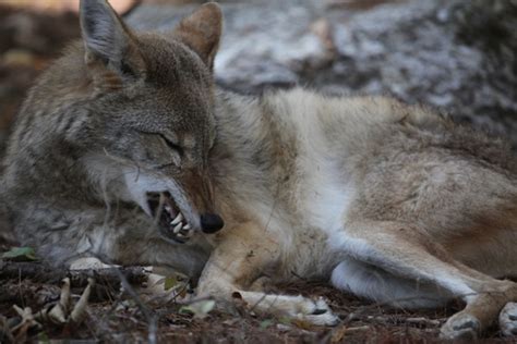 Paranoid Hikers Ne Coyote