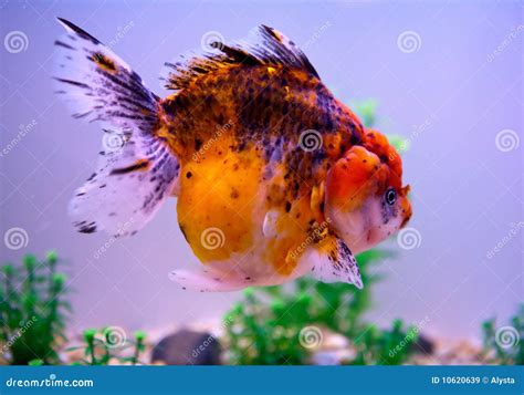 Rare Goldfish Stock Image Image Of Fish Rare Beautiful