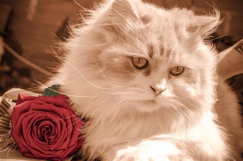 Chaton Cat Rose Animal De Photo Gratuite Sur Pixabay