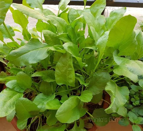 How To Grow Spinach In Containers Pots Vanitas Corner