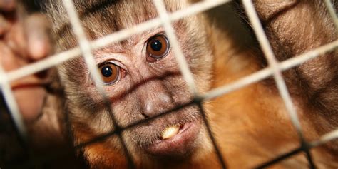 Woman Falls Ill After Encountering Escaped Lab Monkeys