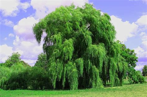 get to know the willow tree its healing power and symbolism eco news for you