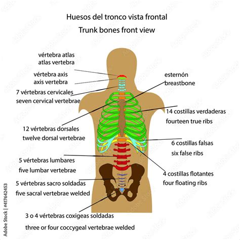 Esqueleto Humano Huesos Del Tronco Vista Frontal Vector Stock Vector
