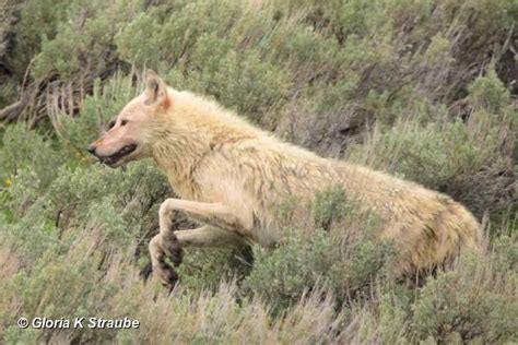 Yellowstone Wolf Tracking The Packs