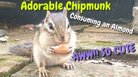 Watch This Adorable Chipmunk Consume An Almond Youtube