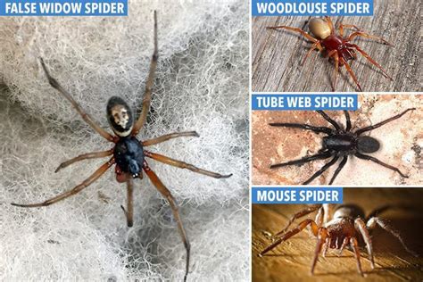 Thought Britain Was Free From Biting Spiders These Are The Poisonous