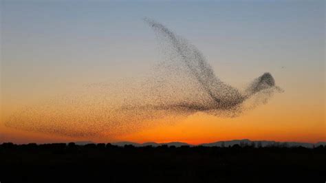 Award Winning Image Shows Starling Murmuration In Shape Of A Giant Bird