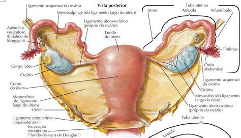 Aparelho reprodutor feminino ovários e tubas uterinas Colunistas