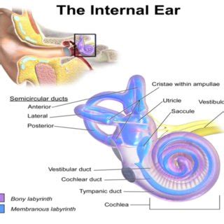 In mammals, it consists of the bony labyrinth, a hollow cavity in the temporal bone of the skull with a system of passages comprising two main functional parts: Anatomy of Inner Ear. It consists of six mechanoreceptor ...