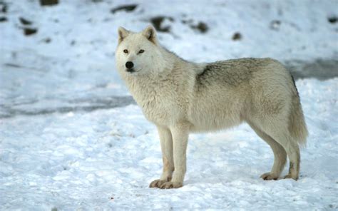 White Wolf Wolves Photo 37003571 Fanpop