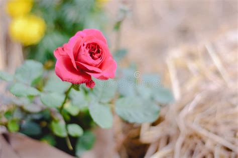 A Red Rose Stock Photo Image Of Beauty Rose Blossom 115653894