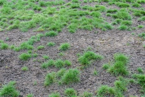 Plagued By Brown Spots Here Are 4 Causes And Solutions For Your Lawn