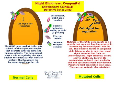 Night Blindness Congenital Stationary Csnb1h Hereditary Ocular Diseases