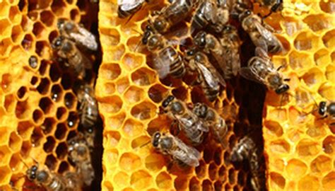 Avoid walking right in front of it, because the bees shooting out the entrance will collide with you. How to Remove Bee Propolis Stains | Sciencing
