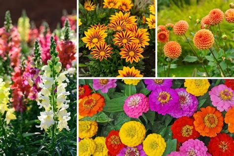 15 Fall Blooming Annuals You Must Plant Garden Lovers Club