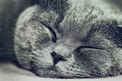 Sleeping Lovely British Grey Cat Animal Stock Photos ~ Creative Market