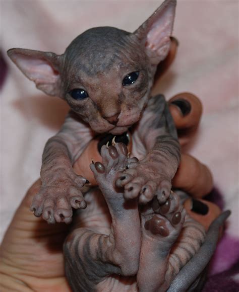 Where To Buy A Sphynx Cat Cute Baby Kittens