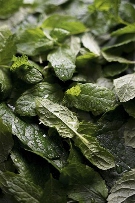Mint Leaves Texture Fresh Mint Close Up Stock Image Image Of Flavor