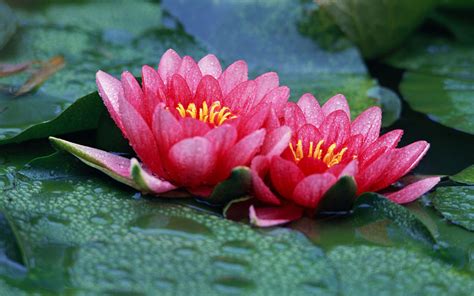 Red Lotus Flower Flower Hd Wallpapers Images Pictures