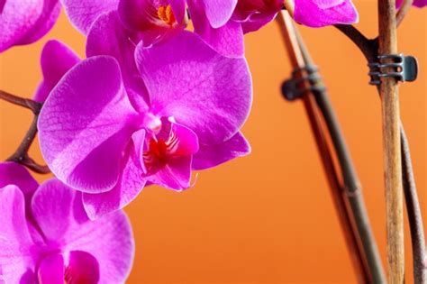 Fiore simile all'orchidea il prezzo si riferisce alla singola piantina. Fiore di orchidea giallo phalaenopsis | Foto Gratis