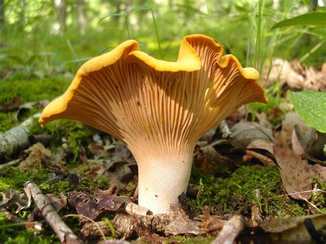 Mid Missouri Morels And Mushrooms Mushrooms 101 Fall Mushroom Class