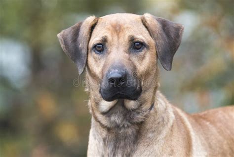 Black Mouth Cur Hound Beagle Mixed Breed Dog Stock Image Image Of