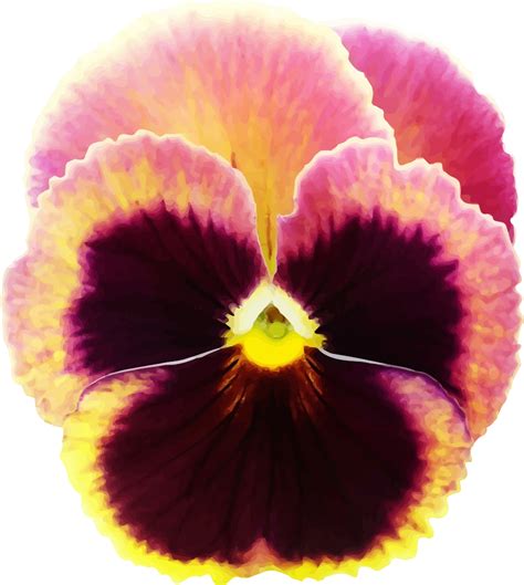 Onlinelabels Clip Art Pansy