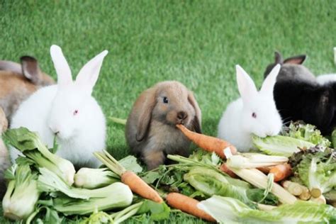 What Can Rabbits Eat The Full Free Rabbit Eating Guide
