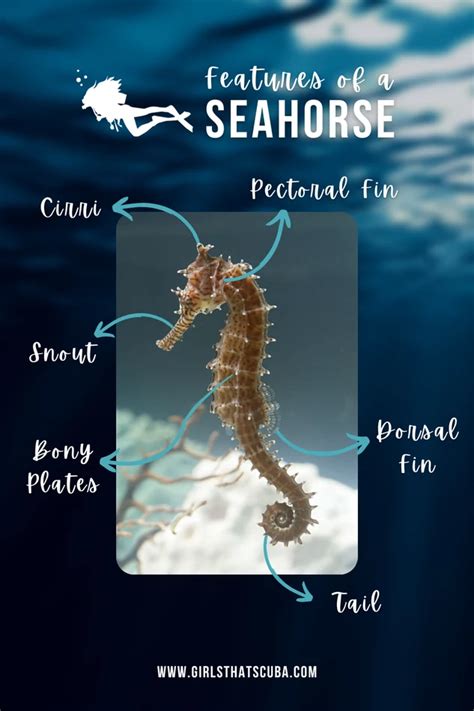 10 Fun Facts About Seahorses