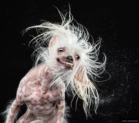 Youve Never Seen Dogs Shake Like This Before Huffpost