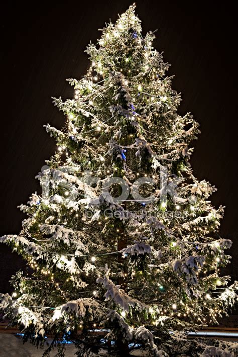 Christmas Tree Stock Photo Royalty Free Freeimages