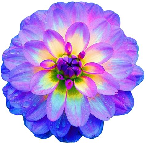 Transparent Flowers — Transparent Flowers Dahlia Flower Art Images