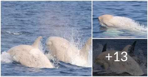 Two Rare White Orcas Off The Coast Of Japan Were Caught By Everyone