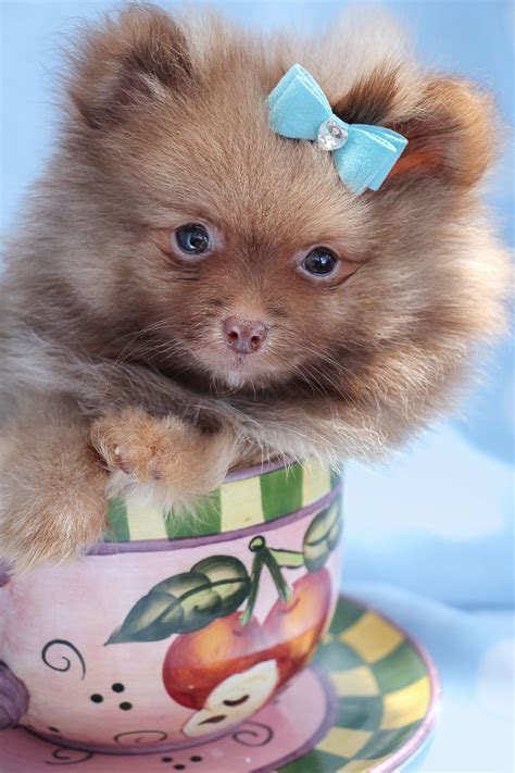 Pomeranian Puppies For Sale In Florida Pomeranian Puppy Pomeranian