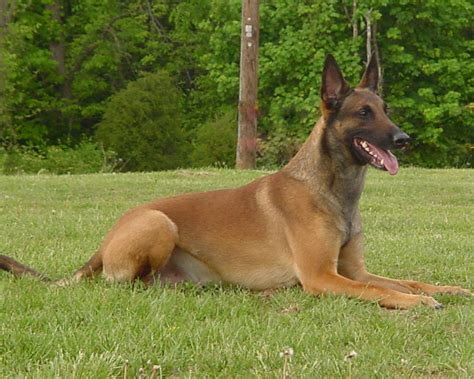 Belgian Malinois Dogs Pets Cute And Docile