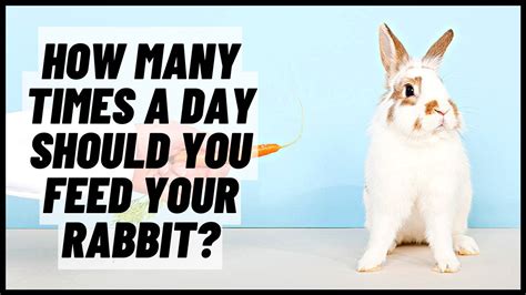 How Many Times A Day Should You Feed Your Rabbit? - YouTube
