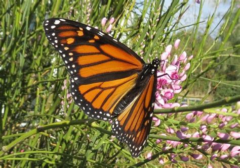 Get free shipping on qualified butterfly bush bushes or buy online pick up in store today in the outdoors some bushes can be shipped to you at home, while others can be picked up in store. Amber's Page