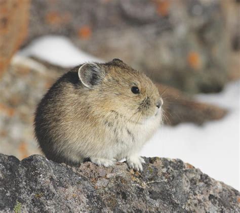 Animals And Pets Baby Animals Funny Animals American Pika Fun Facts