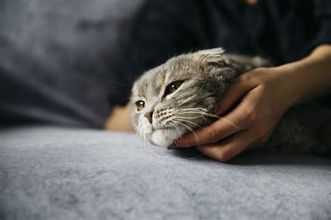 Pif Peritonitis Infecciosa Felina C Mo Se Cura Veterinario Online