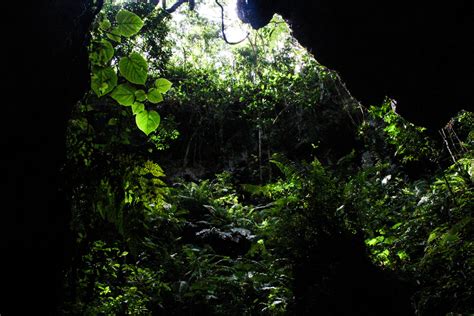 Free Images Tree Nature Branch Formation Cave Green Jungle