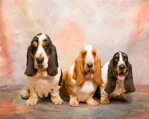 European Basset Hound Puppies For Sale Petsidi
