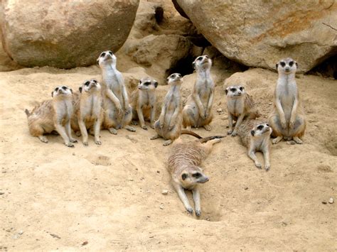 Free Images Watch Sand Desert Cute Dry Wildlife Zoo Mammal