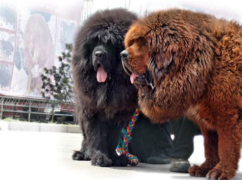 worlds rarest dog breeds tibetan mastiff