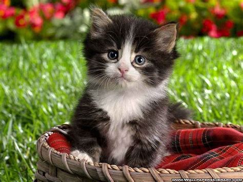 Cute Kitten Babies Pets And Animals Wallpaper 16713247 Fanpop