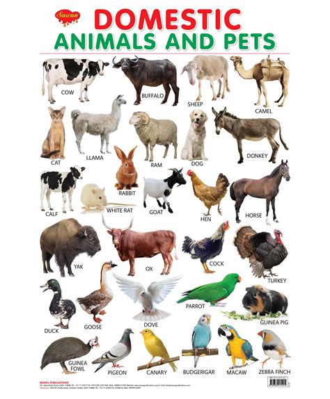 A2zworksheetsworksheet Of Domestic Animals Domestic A