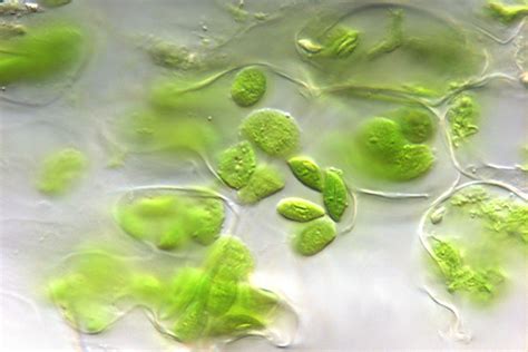 Essentially, chloroplasts are plastids found in cells of higher plants (plants with advanced traits with lignified tissue for transport of water and minerals) some of the other functions of the inner envelope membrane include the synthesis of different types of metabolites and cell division of the organelle. Chloroplast Function in Photosynthesis