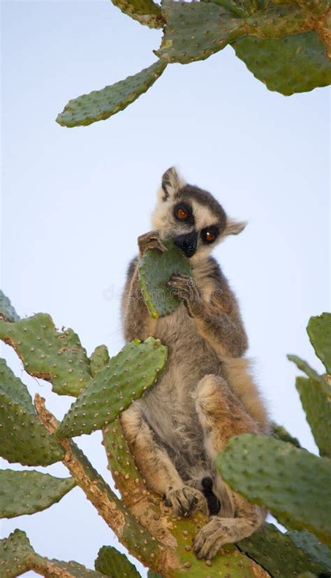 Ring Tailed Lemur Eating Cactus Prickly Pear Madagascar Stock Photo