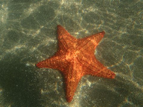 Starfish Sea Life Undersea Animal Sea Shape Outdoors Underwater